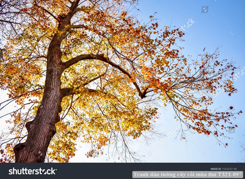 Tranh dán tường cây cối mùa thu T321-097